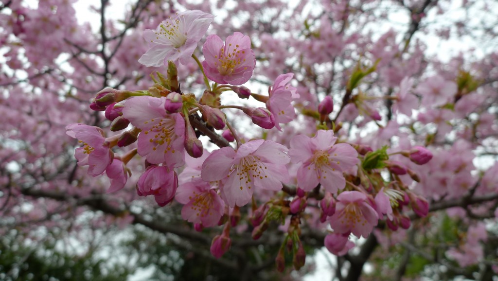 館山城の桜