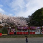 館山城の桜