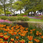 昭和記念公園の花達　2013春