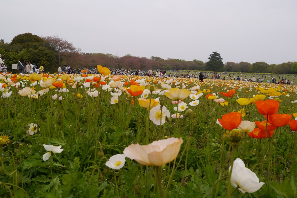 昭和記念公園の花達　2013春